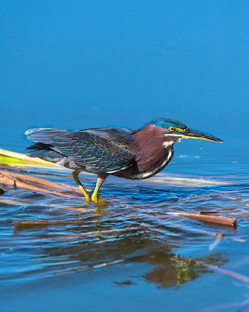 A green Heron paused as he looks for his next meal